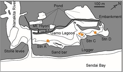 Population dynamics of Capitella aff. teleta (Polychaeta, Capitellidae) in Gamo Lagoon, northeastern Japan, during a series of restoration works following the 2011 Great East Japan Earthquake and tsunami